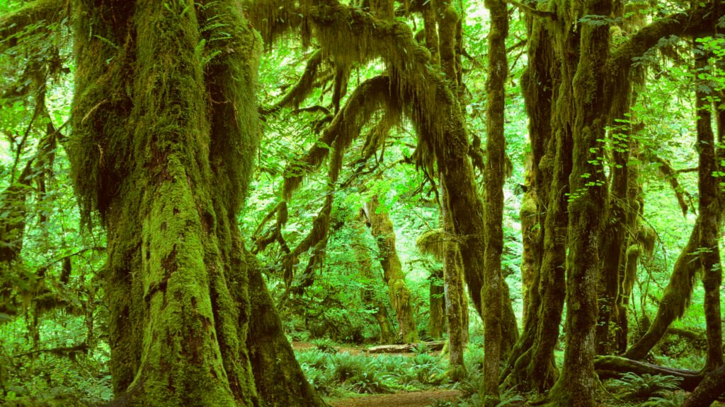 Olympic National Park