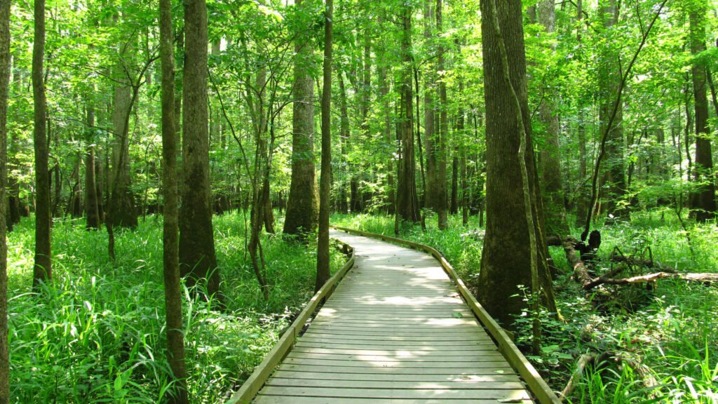 Congaree National Park